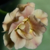 Primula Auricula Hopeley's Coffee - Abriachan Nurseries